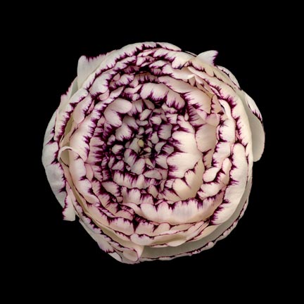 photography by Seamus Ryan