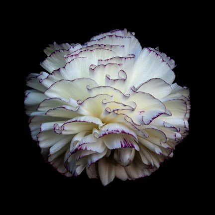 photography by Seamus Ryan