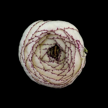 photography by Seamus Ryan