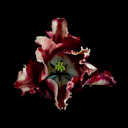 photography by Seamus Ryan