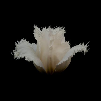 photography by Seamus Ryan