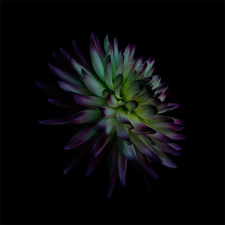 photography by Seamus Ryan