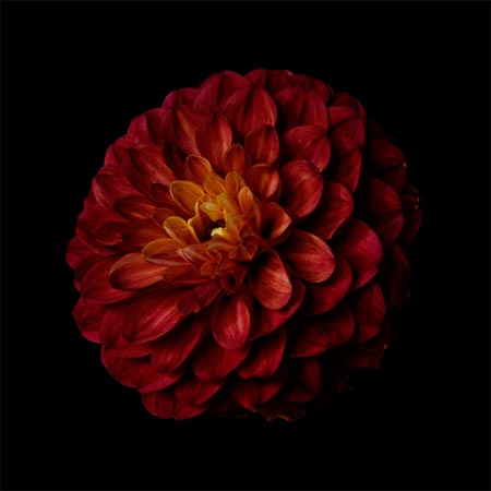 photography by Seamus Ryan