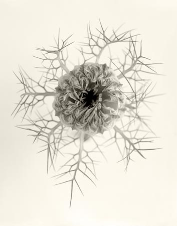 photography by Seamus Ryan