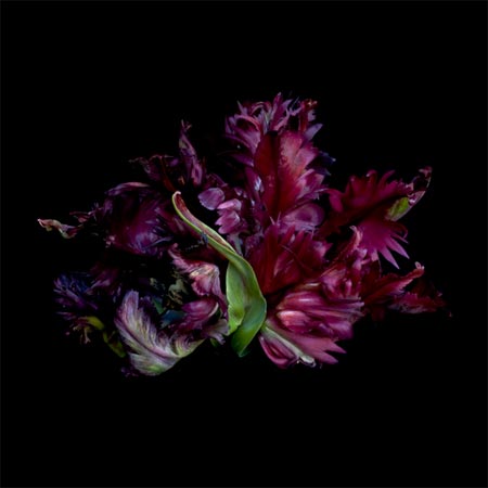 photography by Seamus Ryan