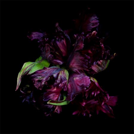 photography by Seamus Ryan