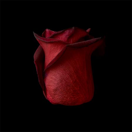 photography by Seamus Ryan