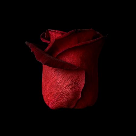 photography by Seamus Ryan