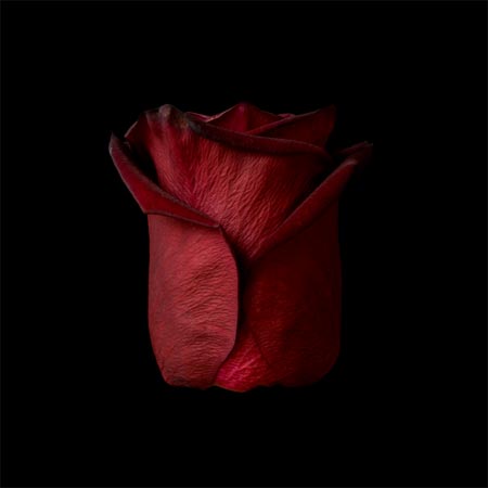 photography by Seamus Ryan