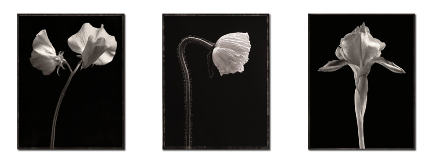 photography by Seamus Ryan