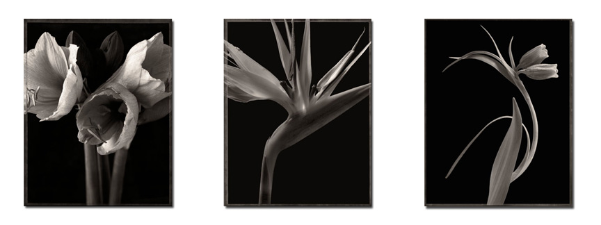 photography by Seamus Ryan