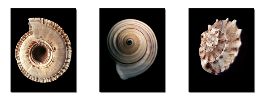 photography by Seamus Ryan