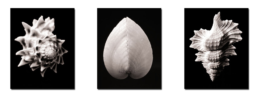 photography by Seamus Ryan