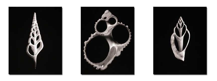 photography by Seamus Ryan