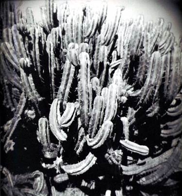 photography by Harvey Stein