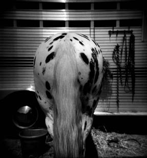 photography by Harvey Stein