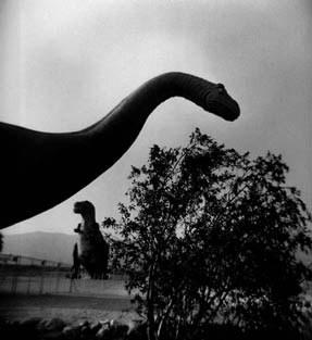 photography by Harvey Stein