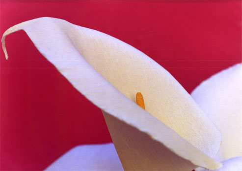 photography by Ted Witek