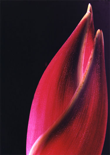 photography by <!-- ***** ARTIST NAME ***** -->