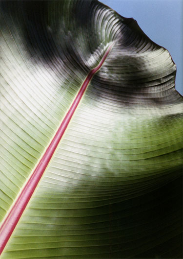 photography by <!-- ***** ARTIST NAME ***** -->