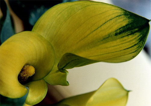 photography by Ted Witek