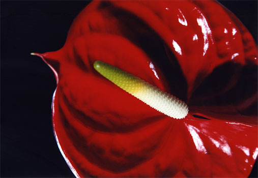 photography by Ted Witek