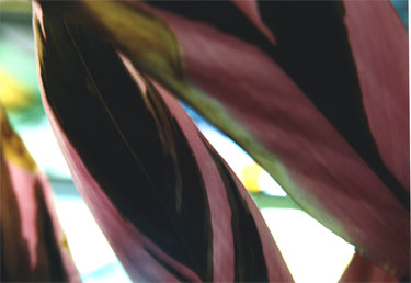 photography by Ted Witek