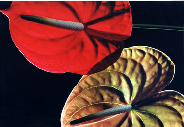 photography by Ted Witek