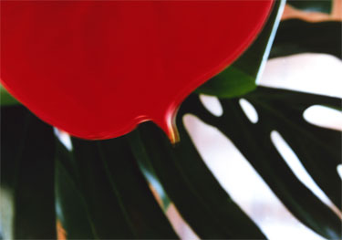 photography by Ted Witek