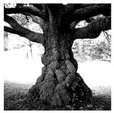 Flora & Fauna: Joseph Jurson and Nick Brandt