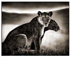 Flora & Fauna: Joseph Jurson and Nick Brandt