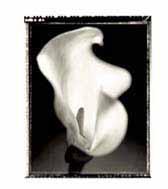 Peace on Earth exhibition